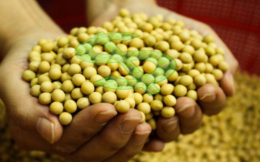 Preo da soja supera os US$ 11 por bushel em Chicago, maior nvel desde 2016