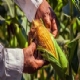 Argentino desafia governo a usar imposto para garantir milho