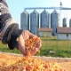 Beneficiamento de cereais no gera crdito presumido de IPI, diz STJ